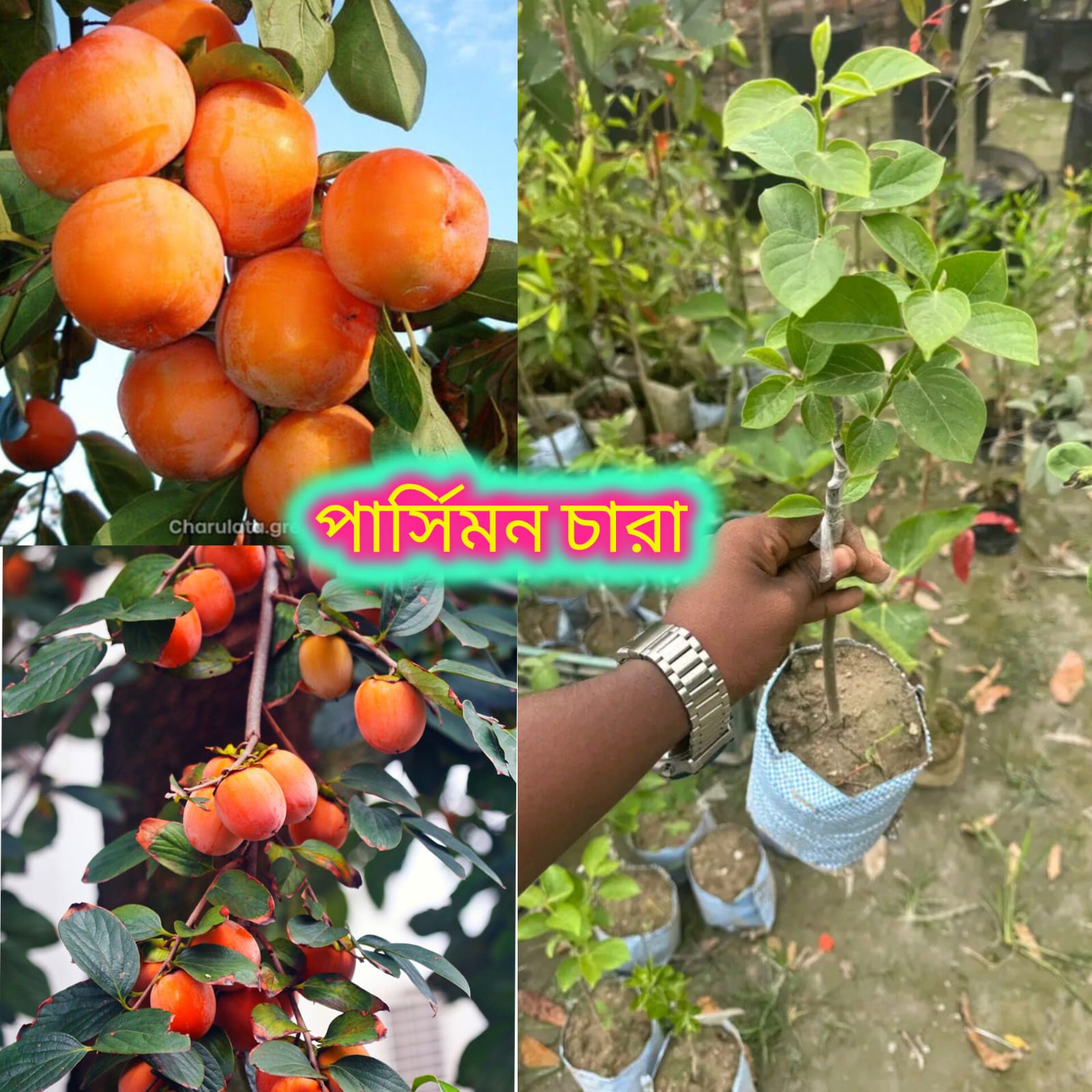 জাপানি পার্সিমন