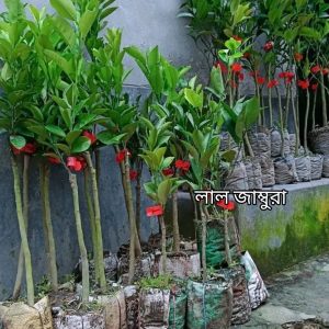 ৫টি ভিন্ন ফলের চারা কম্ব