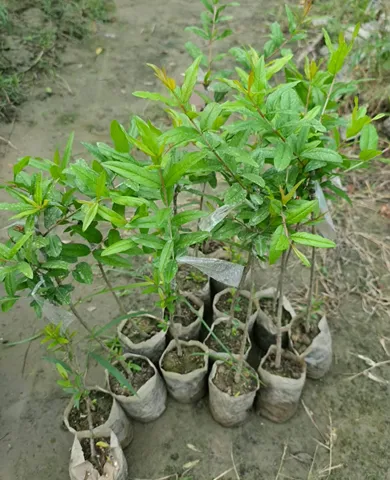 আফগানি আনার চারা