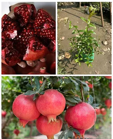 আফগানি আনার চারা